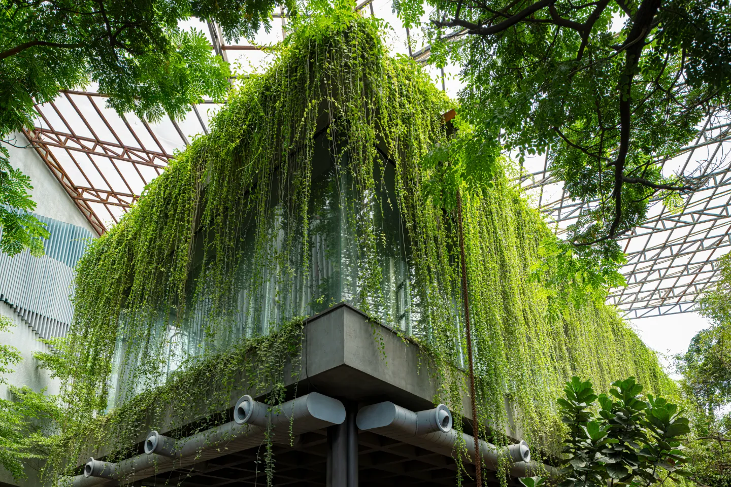 A building corner wrapped in long hanging creepers under a glass roof.