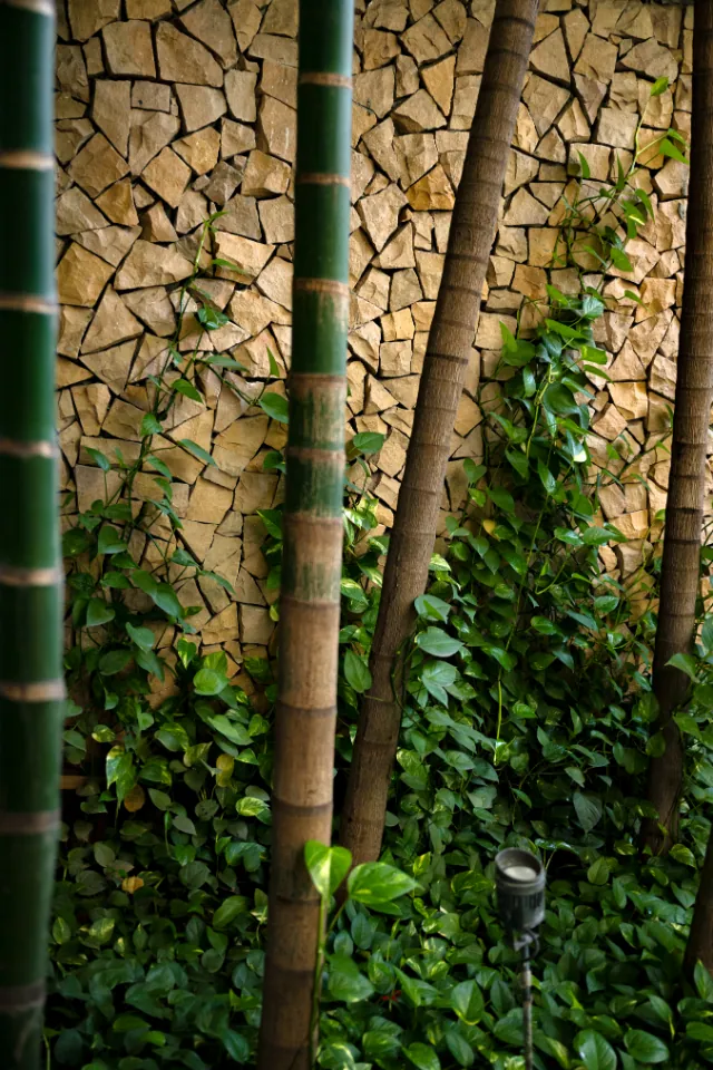 Bamboo stems against a wall of broken stone, with ivy climbing between.