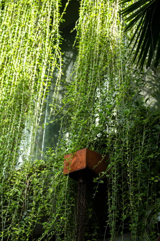 Long strands of creeper fall past a small corten planter.