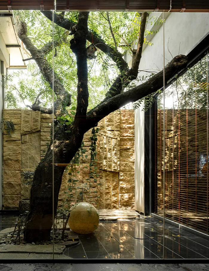 A neem trunk rises inside a glass room beside a stone wall and a glowing sphere.