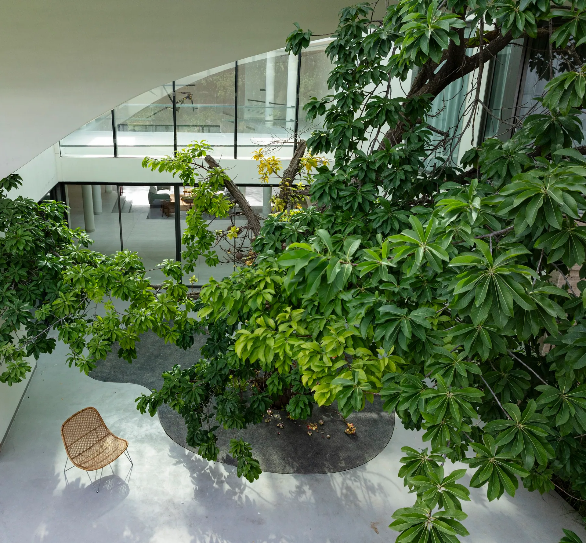 Looking down into the courtyard, the cannonball tree's leaves fill the frame above a pale floor and a single chair.