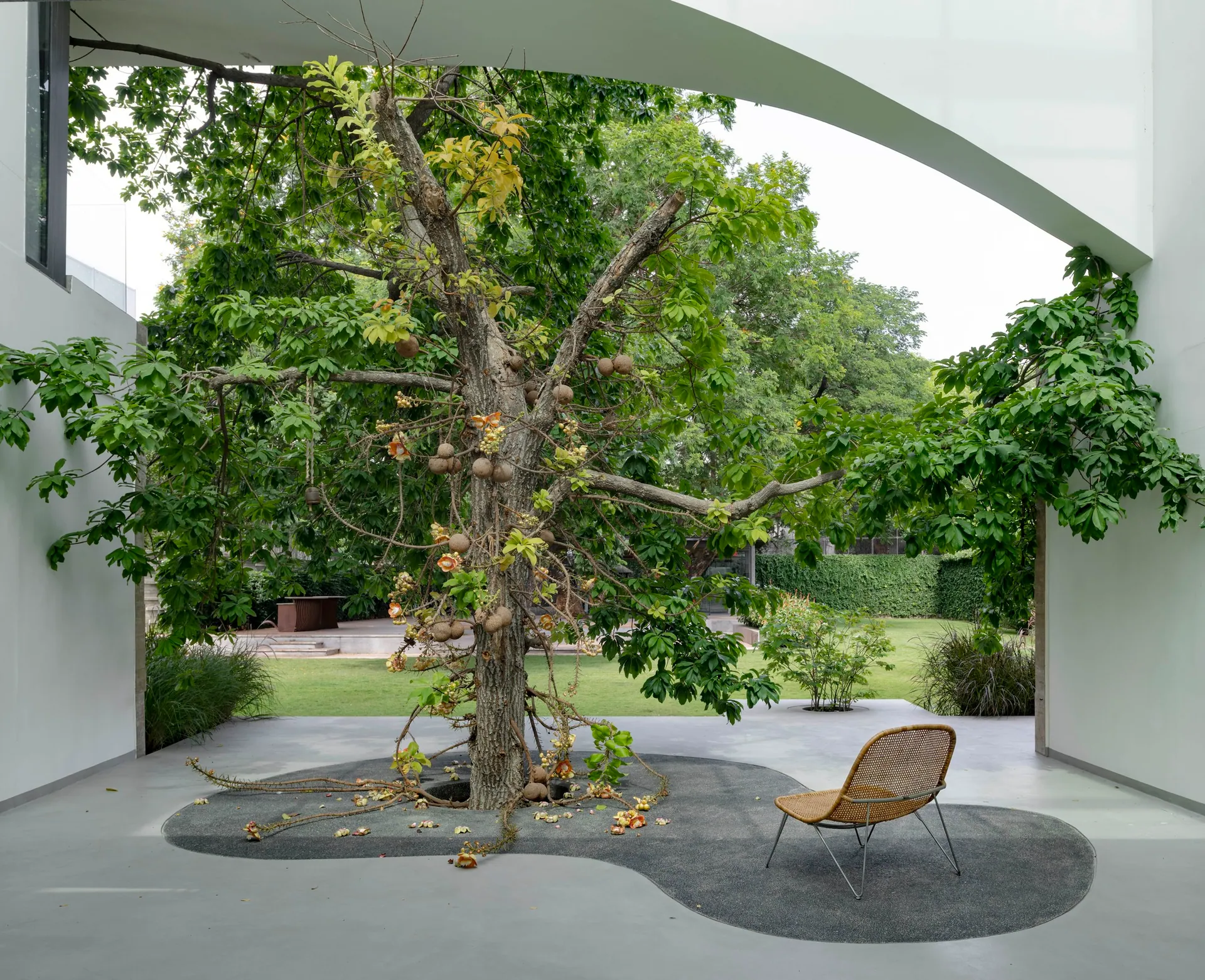 An old cannonball tree grows through the centre of a stone courtyard, ringed by a curved paving pad and a single chair.